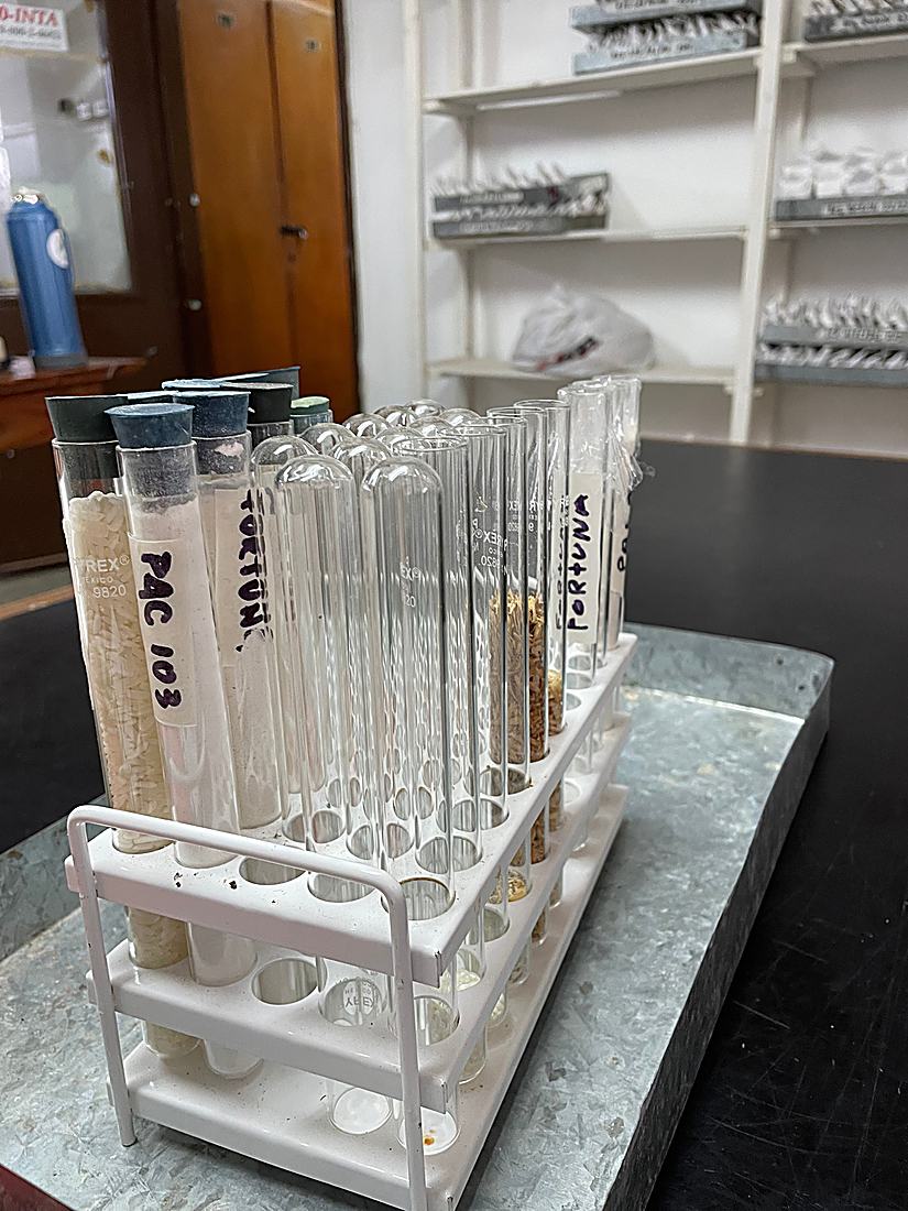 Muestras de arroz en laboratorio