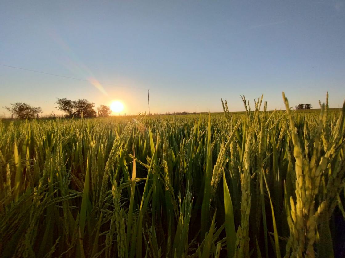 Campo de arroz al atardecer