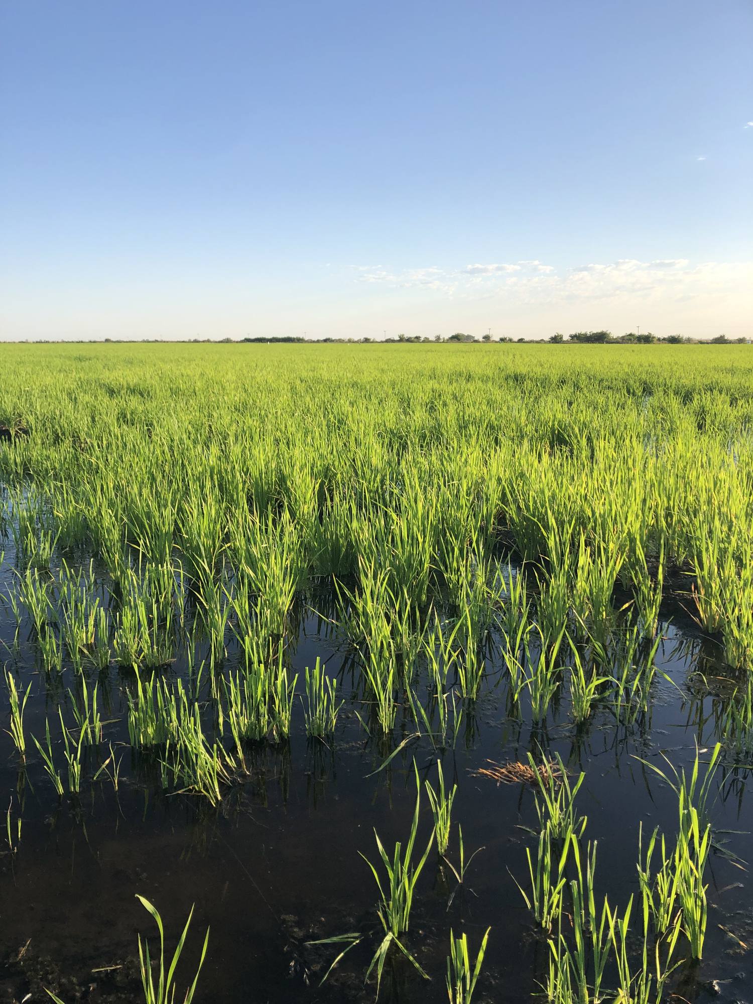 Arrozal en Entre Ríos